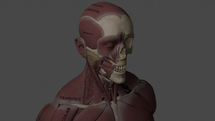Human Anatomy Puzzle